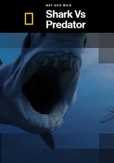 Žralok versus predátor