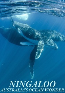 Ningaloo: Australský ráj
