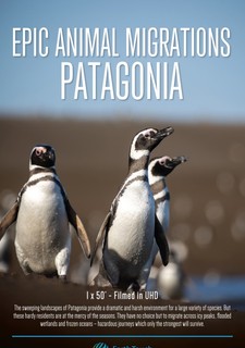 Impozantní migrace zvířat - Patagonie