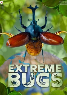 Neporazitelná légie brouků