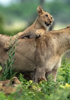 Big Cats, Small World