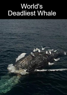 Nejnebezpečnější velryba světa