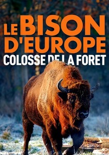 Zubor: Európsky bizón