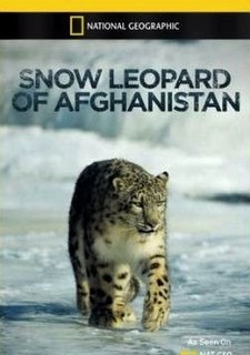 Irbis horský z Afghánistánu