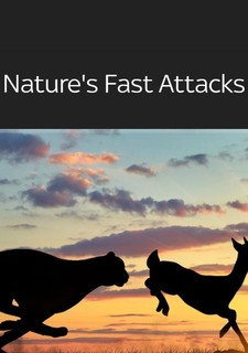 Nature's Fast Attacks