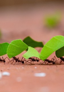 Zrod života na planetě Zemi