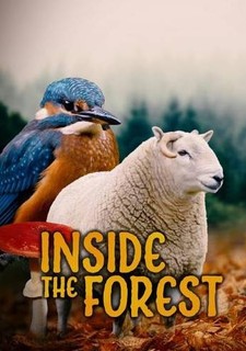 Inside the Forest: Seasons of Wonder