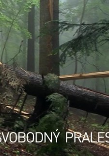Svobodný prales