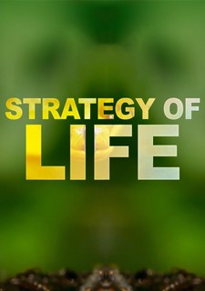 Strategy of Life