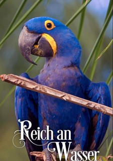 Wetlands: Ephemeral Sanctuaries