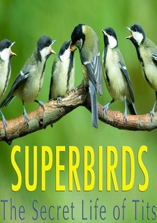 Tajný život sýkorek