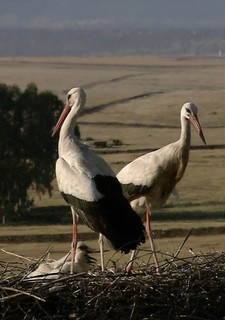 Kalendář přírody