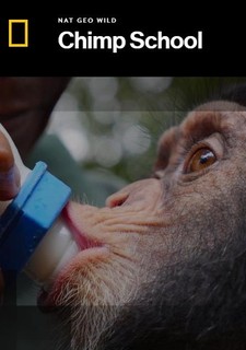 Šimpanzí škola