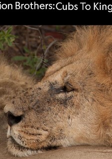 Lví bratři: Od kotěte po krále