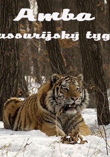Amba, ussurijský tygr
