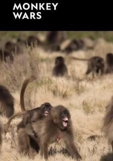 Opičí války