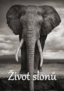 Život slonů
