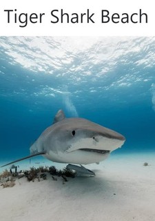 Pláž žraloka tygřího