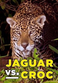 Jaguár vs. krokodýl