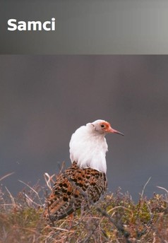 The Male
