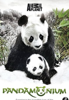 Pandamonium