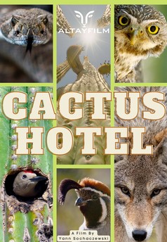 Hotel Kaktus