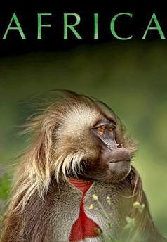 Afrika