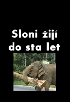 Sloni žijí do sta let