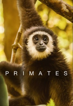 Primates