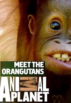 Meet the Orangutans