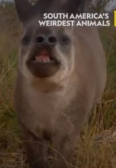 South America's Weirdest Animals
