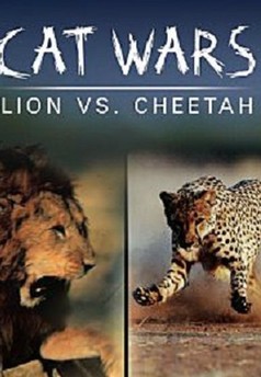 Války koček: Lev versus gepard