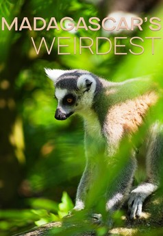 Nejpodivnější živočichové Madagaskaru