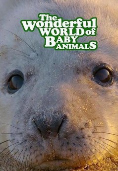 The Wonderful World of Baby Animals