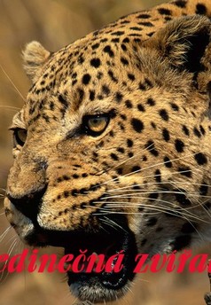 Ultimate Animals