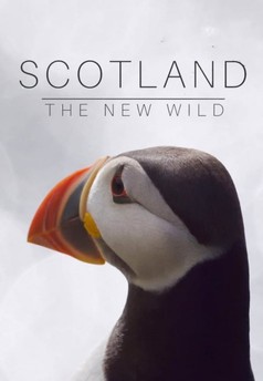 Scotland - The New Wild