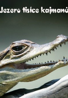 Jezero tisíce kajmanů