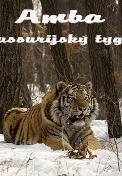 Amba, ussurijský tygr