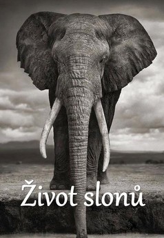 Život slonů