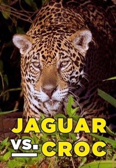 Jaguár vs. krokodýl