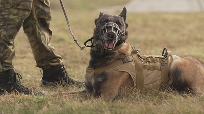 Služební psi a jejich záchrana