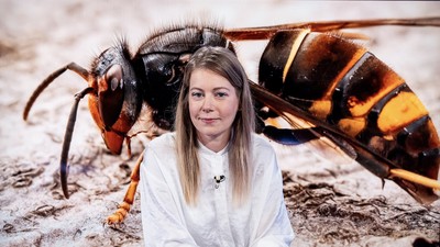 Kamiony rozvážejí hrozbu. Expertka popisuje, jak sršeň asijská dobývá Evropu